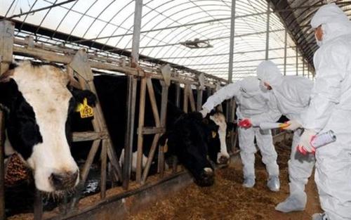 Fièvre aphteuse bovine : L'ONSSA renforce les mesures préventives
